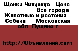 Щенки Чихуахуа › Цена ­ 12000-15000 - Все города Животные и растения » Собаки   . Московская обл.,Пущино г.